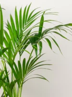 Kentia Palm Plant