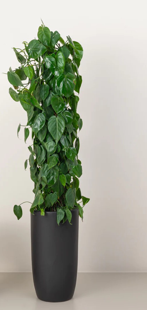 Philodendron Scandens Climber Plant