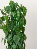 Philodendron Scandens Climber