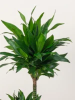 Dracaena Compacta Plant