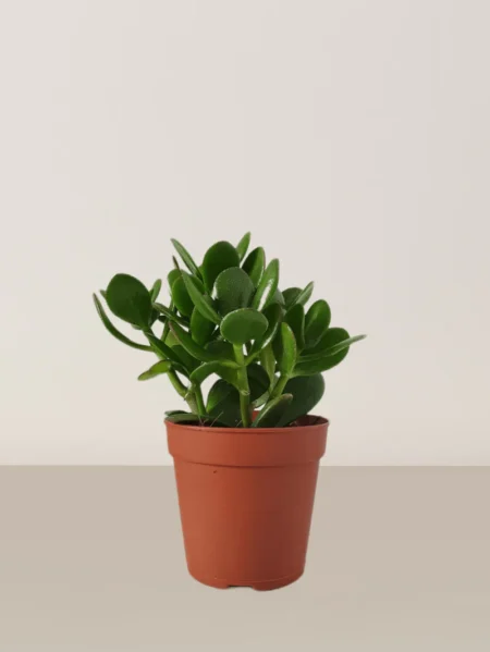 Jade Plant-Crassula Ovata