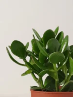 Jade Plant-Crassula