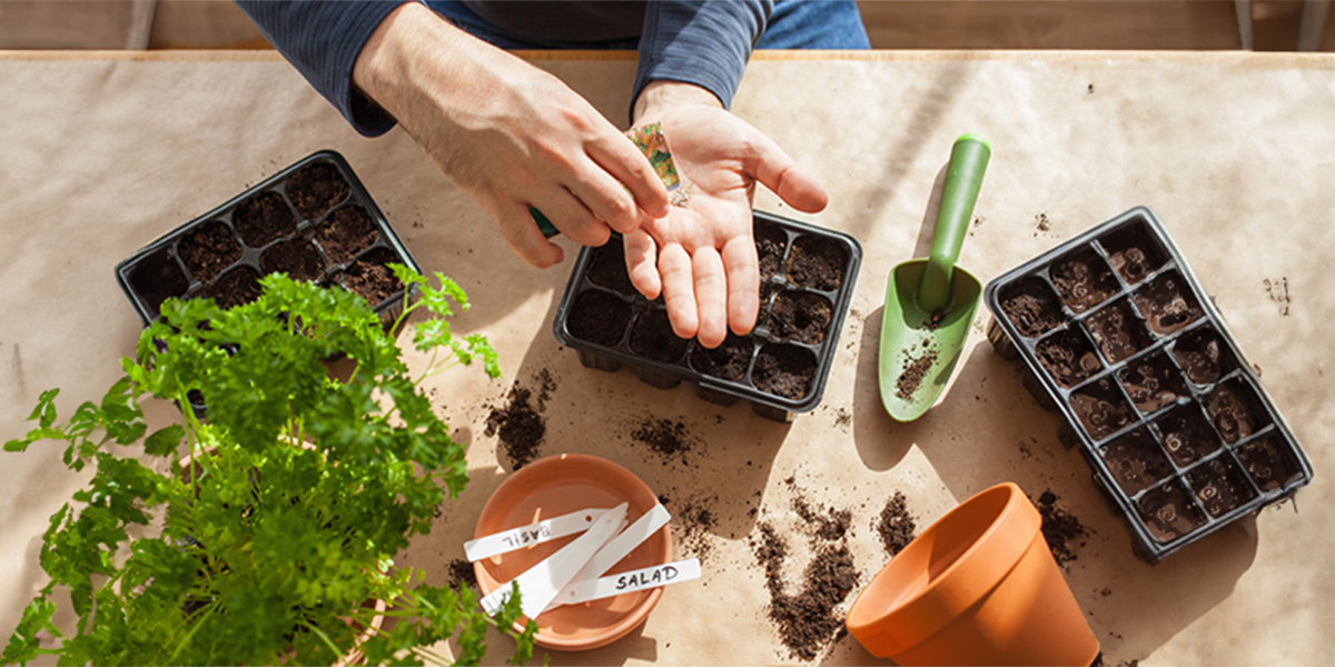 A Step-by-Step Guide to Sowing Seeds Indoors