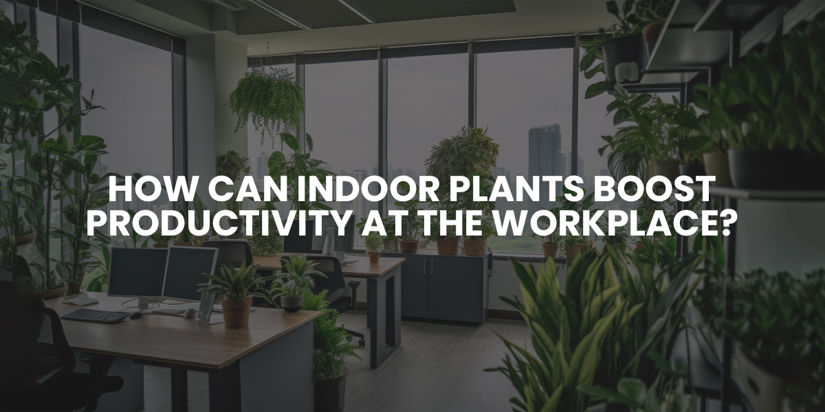 How Can Indoor Plants Boost Productivity at the Workplace