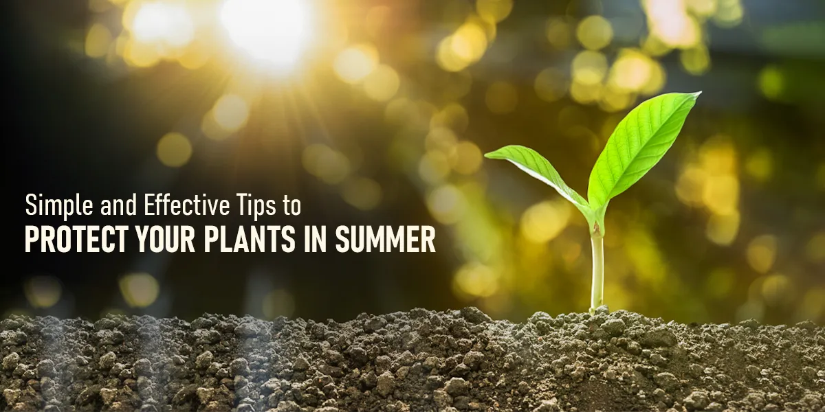 Simple and Effective Tips to Protect Your Plants in Summer