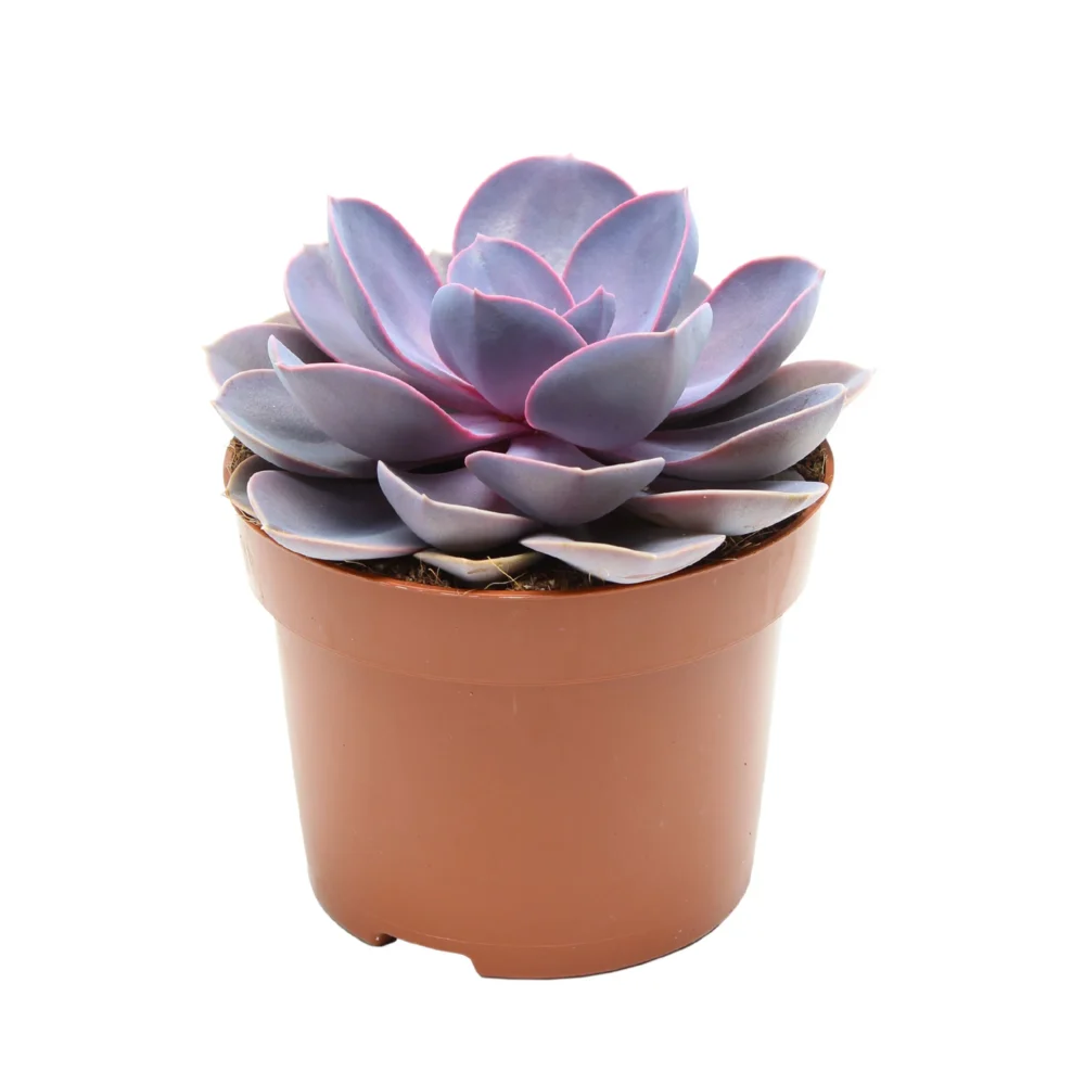 Echeveria Violet Queen