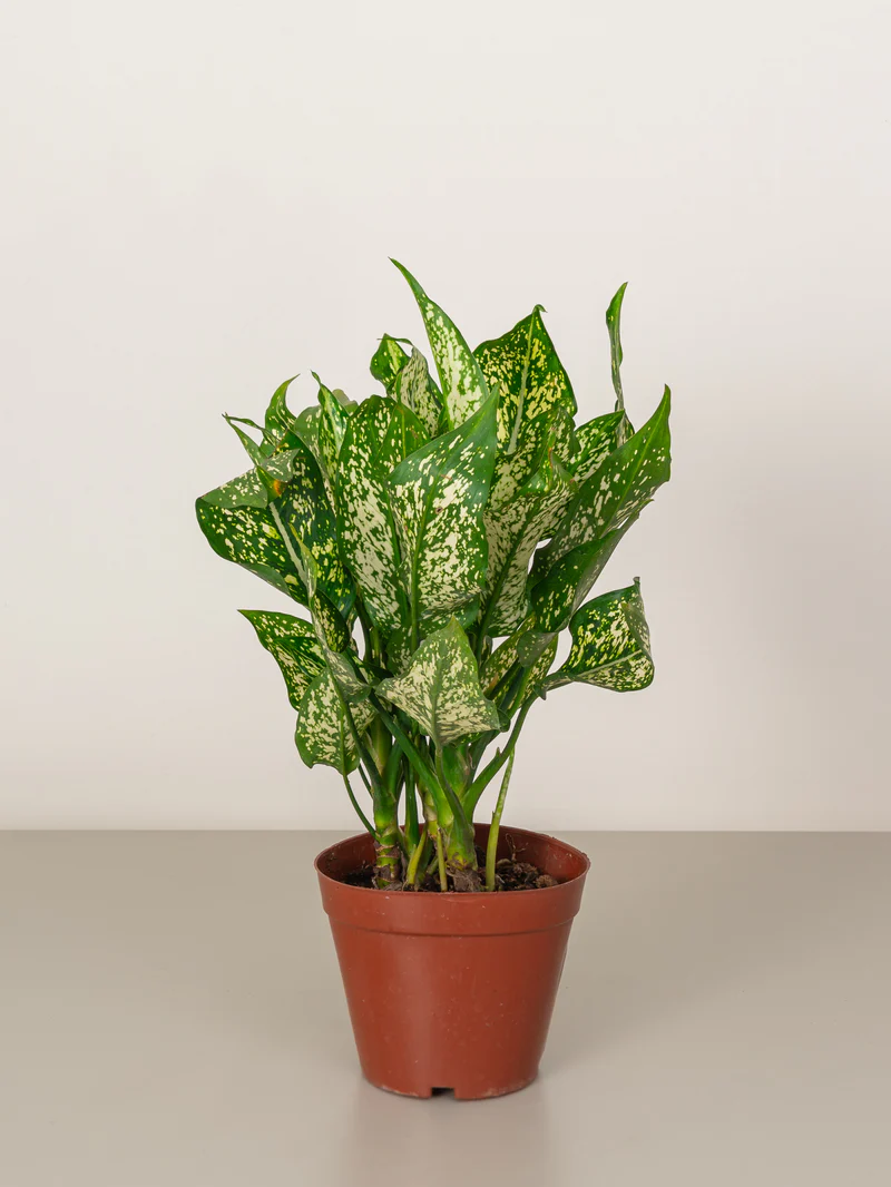 Aglaonema Maria Plant