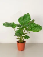 Calathea Orbifolia Plant