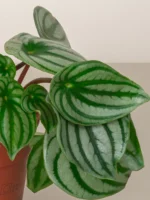 Watermelon Peperomia