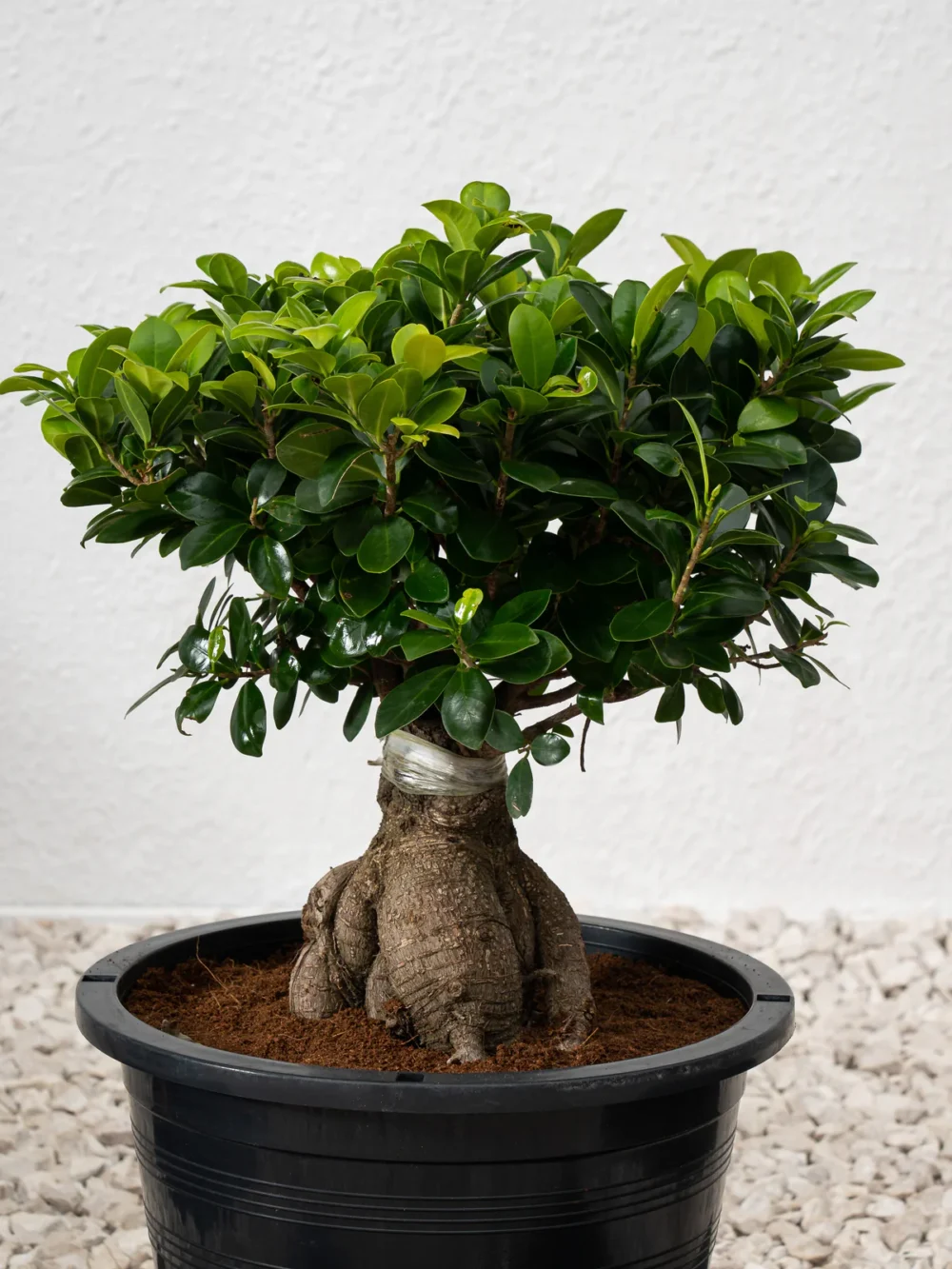 Ficus Bonsai Tree