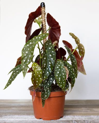 Begonia Maculata Polka Dot Plants