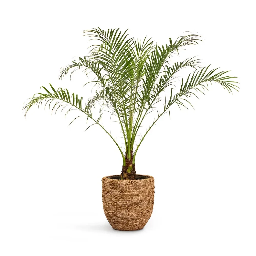 Phoenix Roebelenii - Pygmy Date Palm