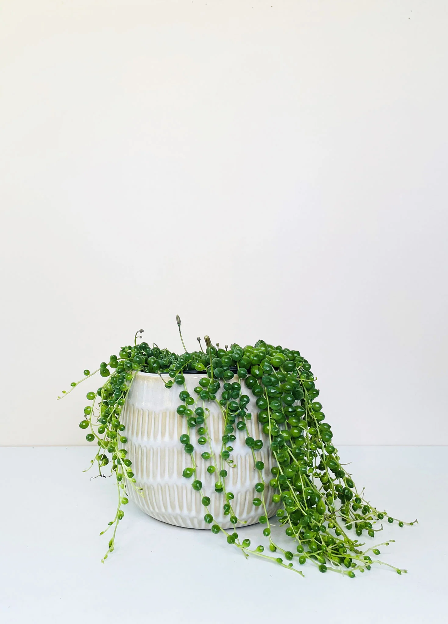 String Of Pearls