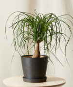 Ponytail Palm Plant