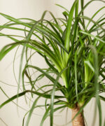 Ponytail Palm | Beaucarnea Recurvata