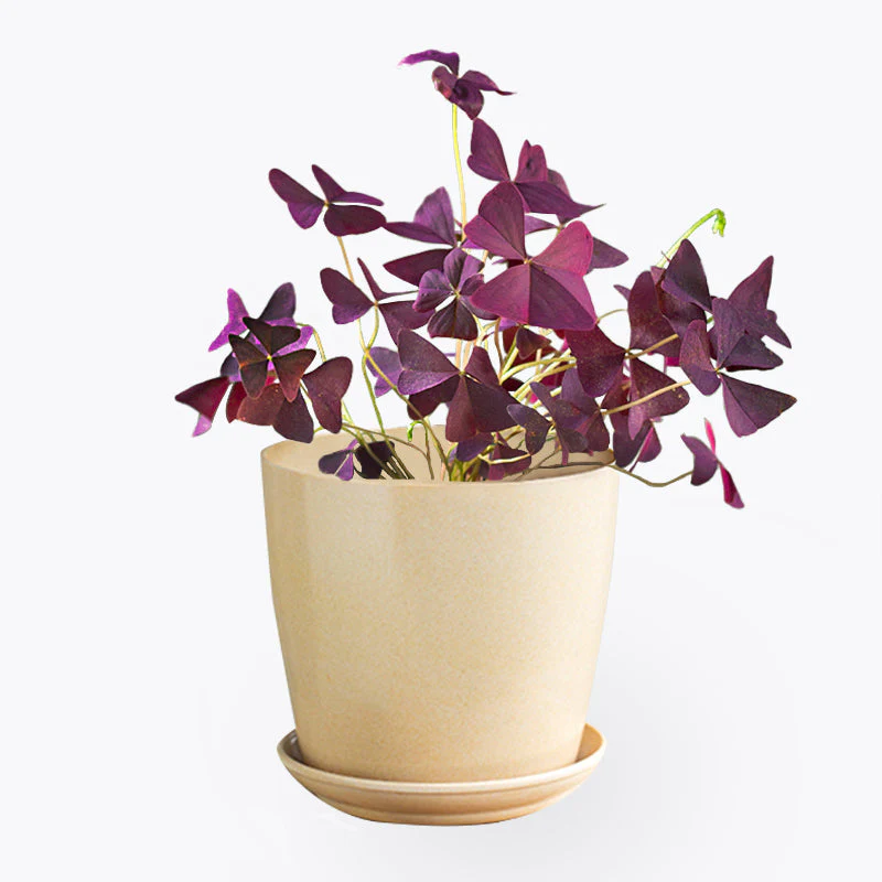 Oxalis Triangularis - False Shamrock