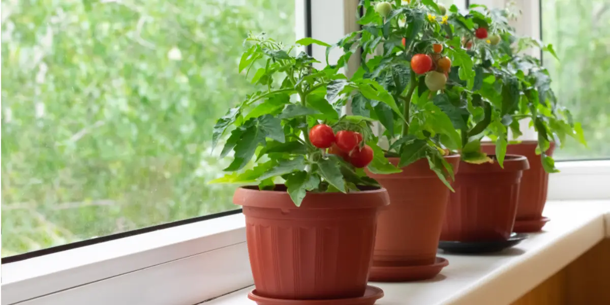 Tips for Growing Healthier and Faster Tomato Plants