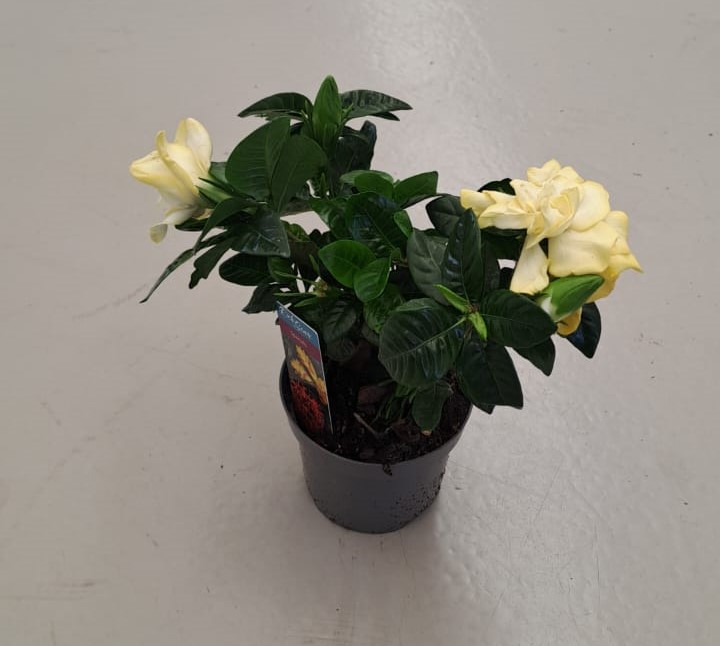 Gardenia Jasminoides or Cape Jasmine Plant