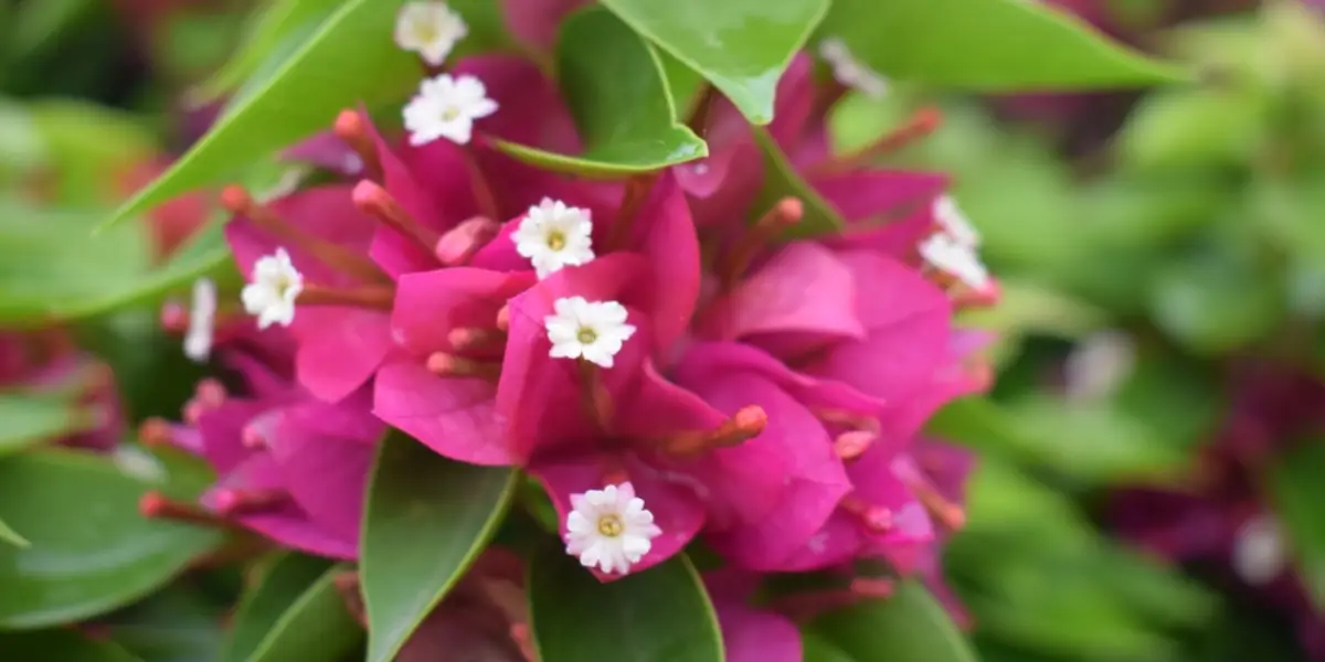 Why Bougainvillea is the Best Choice for a Colorful Garden