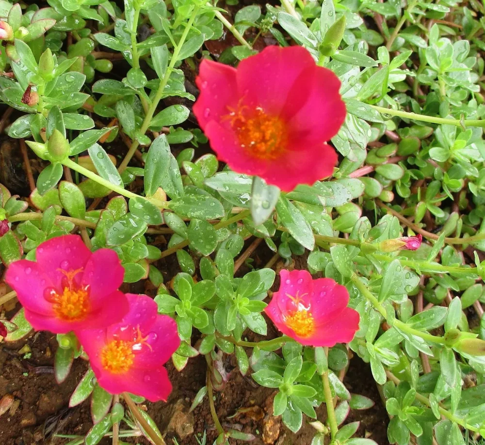 Wingpod Purslane Portulaca Umbraticola