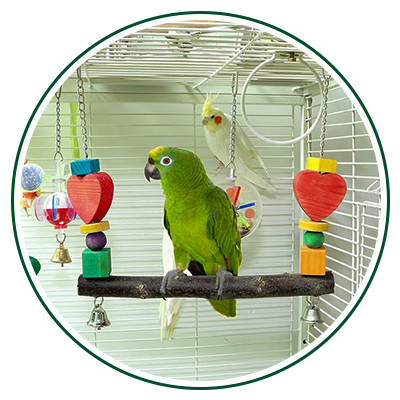 Best Bird Toys UAE