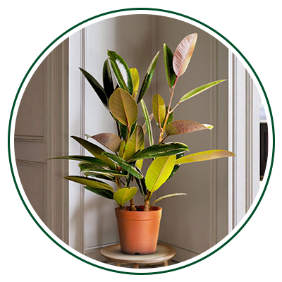 Best Indoor Plant UAE