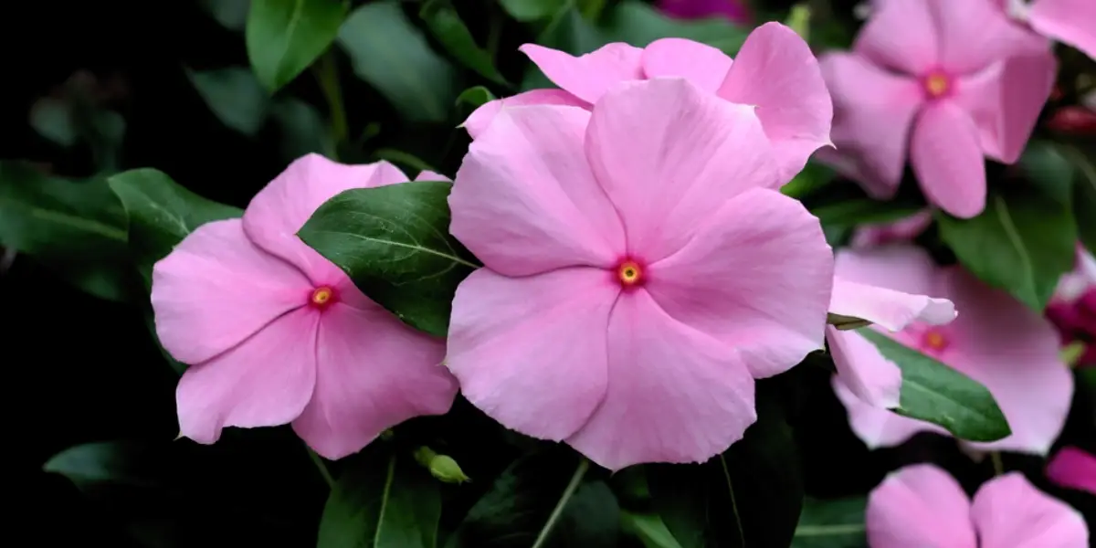 Is Your Garden Missing Something? It’s Probably Vinca Minor