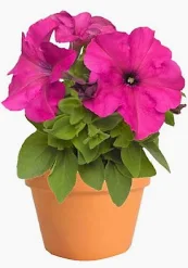 Petunia Flower Plants