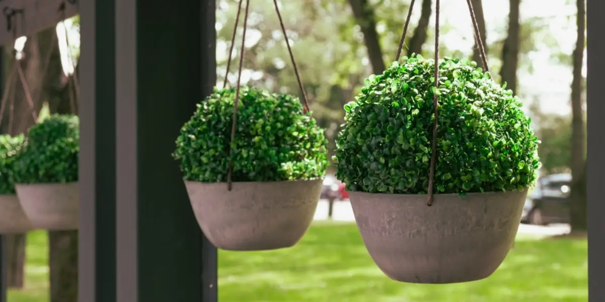 Why Hanging Pots are the Perfect Gift for Plant Lovers?