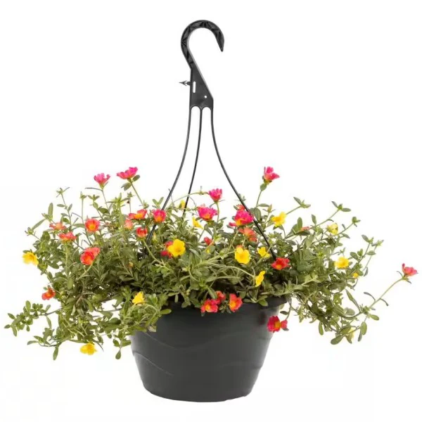 Moss Rose Hanging Plant