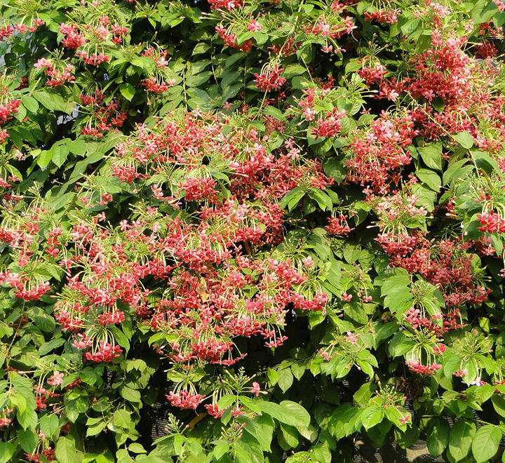 Rangoon Creeper Quisqualis Indica Plant