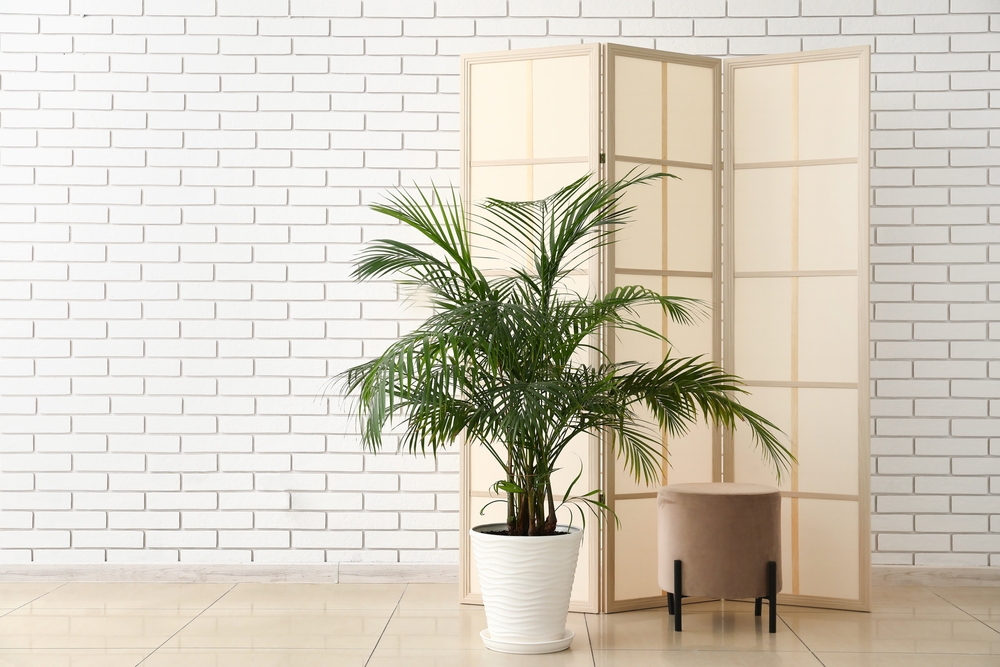 How to Bring Tropical Vibes Indoors With Areca Palm Plant?