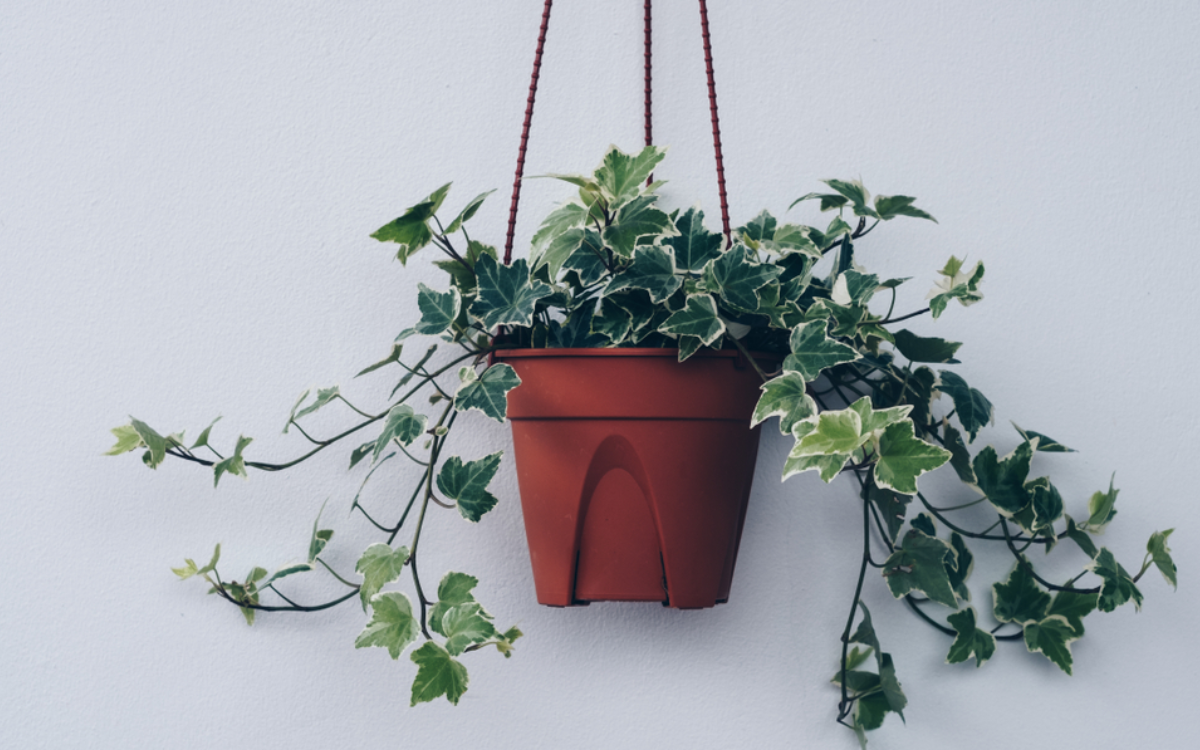 Why Is English Ivy the Best Choice for Indoor Hanging Plants