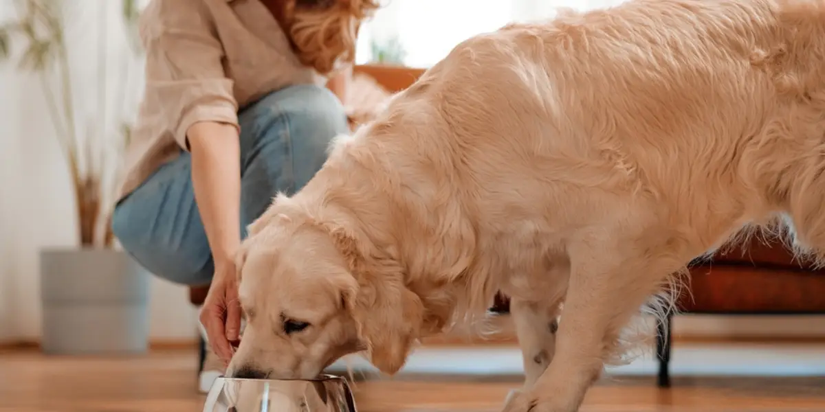 Where to Buy the Best Dog Food Online in the UAE